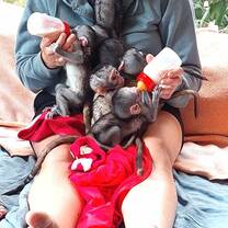 feeding baby monkeys