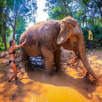 Volunteering Thailand Elephants