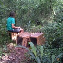 monkey release