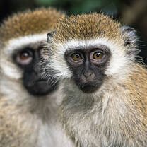 adult monkeys