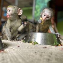 baby monkeys