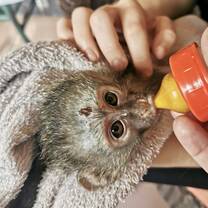 monkey