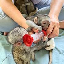 Feeding baby monkeys