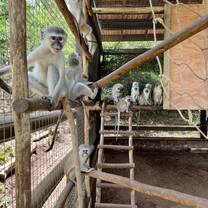 monkey volunteer