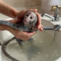 baby monkey