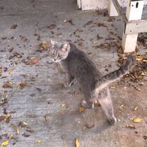 Dougla sis a permanent resident in the property, he likes to be by himself and sometimes he approaches for some love.