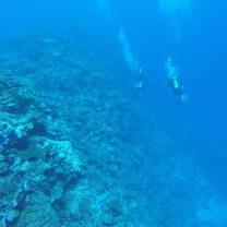 There's tons of opportunity for snorkeling and scuba diving minutes from the island!