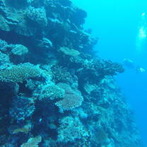 The Cakaulevu Reef, right off our shore, is the 3rd longest barrier reef in the world!
