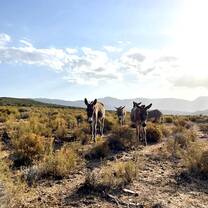 donkeys