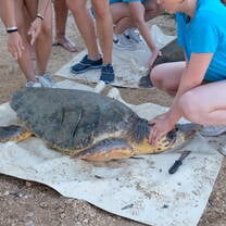 Sea Turtle Service