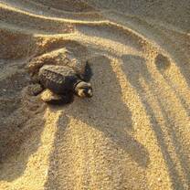 Sea Turtle Service