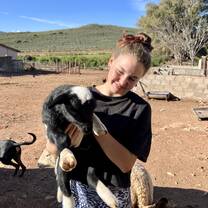 lamb