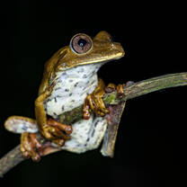 Treefrog