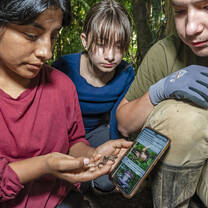 Amphibian ID