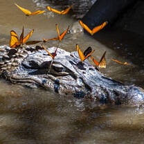 Caiman + butterflies