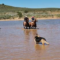 dam swim horse