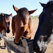 horse rescue