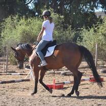 horse rehab
