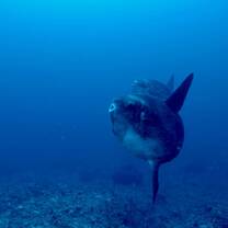 Mola mola ID
