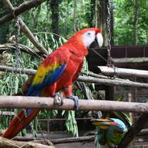 Macaw