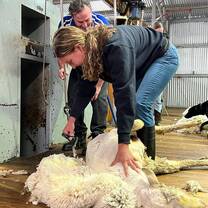 Global Engagement New Zealand study tours - agriculture 