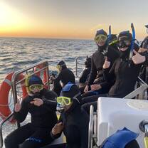 Global Engagement study tours - dolphin swimming