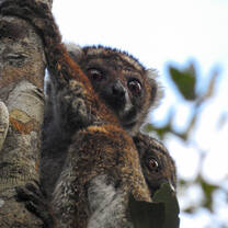 Woolly Lemur and baby