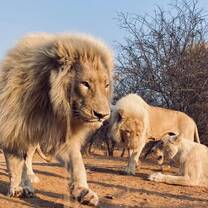 lion pride