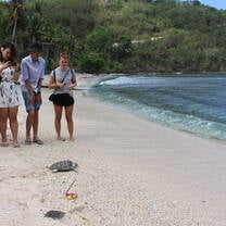 turtle release
