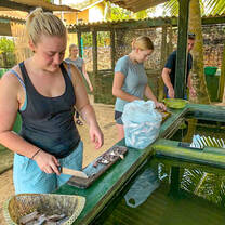 turtle conservation