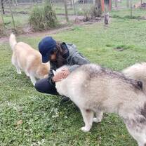 wolf dogs