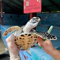 turtle