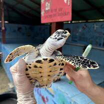 turtle