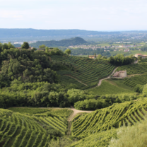Discovering the Wines of Italy