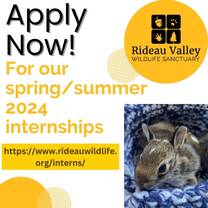 Graphic for Rideau Valley Wildlife Sanctuary. Apply now for our spring/summer internship. Website link and cute picture of rabbit included