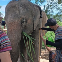 elephants