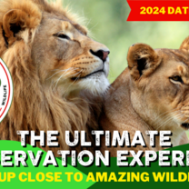 two lions in Africa, join our programme!