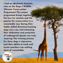 a giraffe and tree with a review