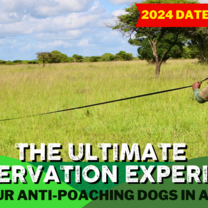 A ranger and specialist conservation dog on an anti poaching patrol