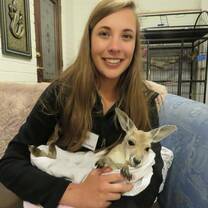 A volunteer with blonde hair holds an orphaned kanagroo in it's pouch