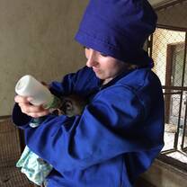 A volunteer in blue scrubs bottle feeds an orphaned monkey