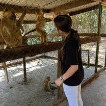 A volunteer feeds adult baboons