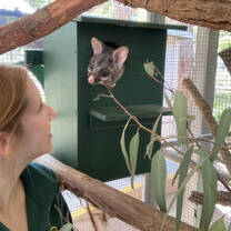 A volunteer and brush tailed possum look at each other in interest 