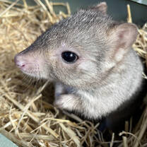A small marsupial is laying in straw