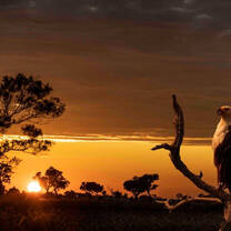 African Sunset