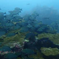 a school of fish 
