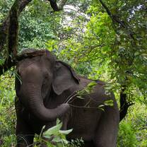 An elephant in a dense forest 