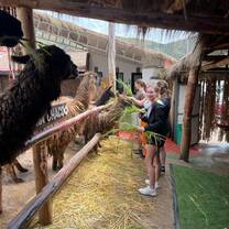 a girl feeds a llama