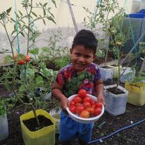 Urban Garden