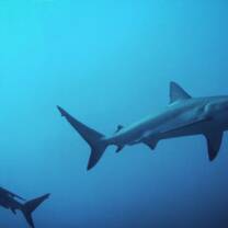 sharks underwater 